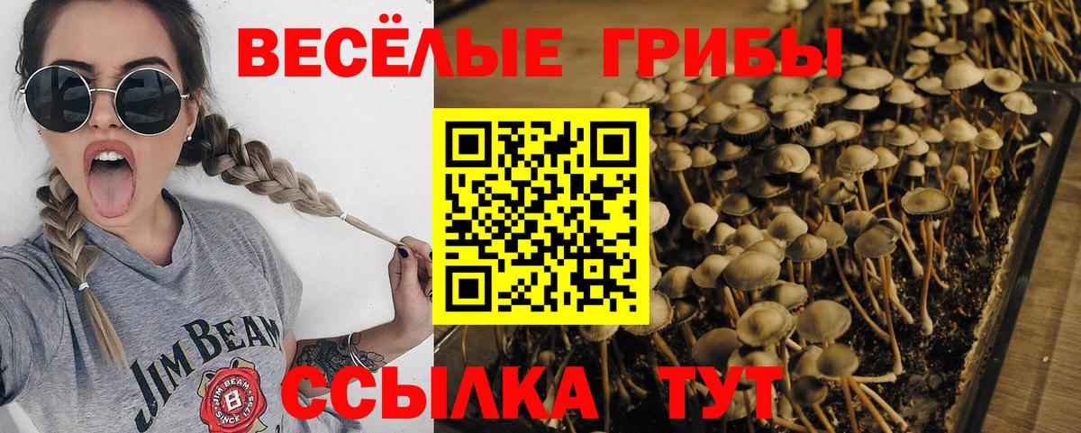 Псилоцибиновые грибы мухоморы Пушкино